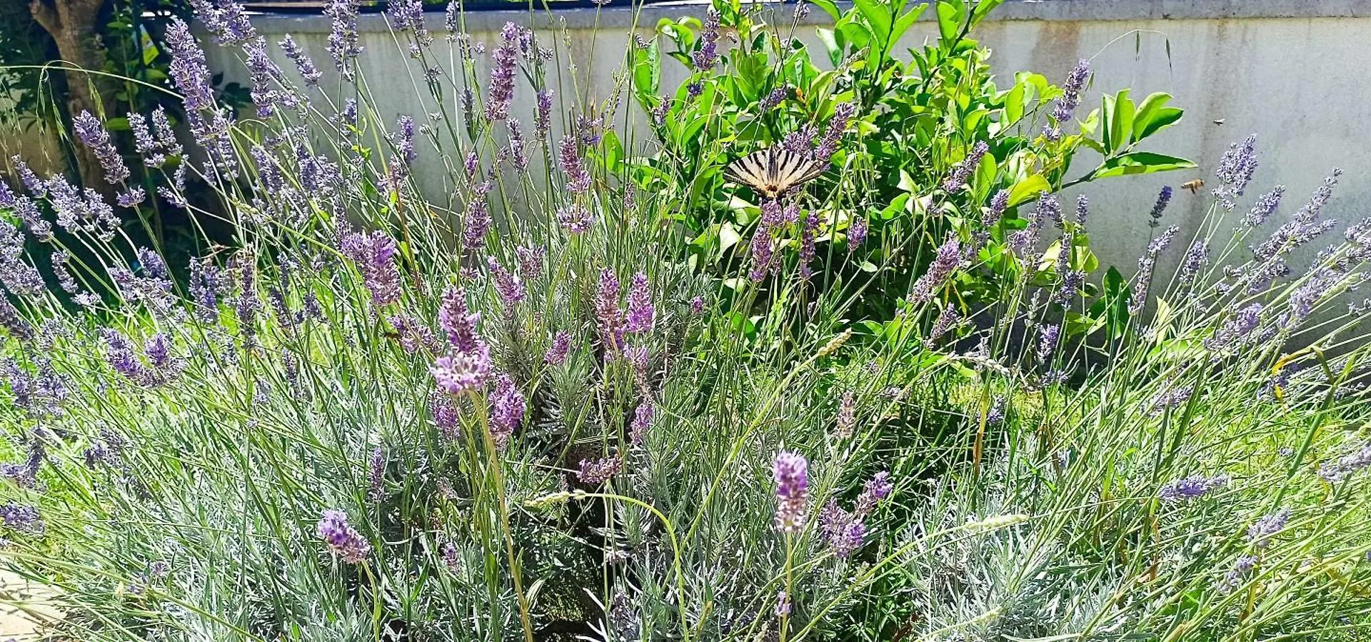 Apartmani Verde Zadar